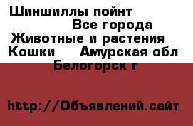 Шиншиллы пойнт ns1133,ny1133. - Все города Животные и растения » Кошки   . Амурская обл.,Белогорск г.